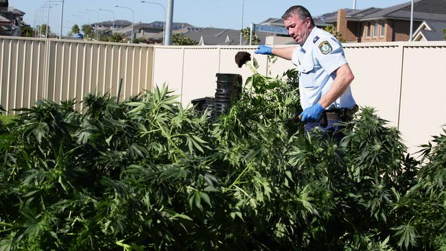 Police Have Seized More Than 2200 Cannabis Plants In Raids Across The ...