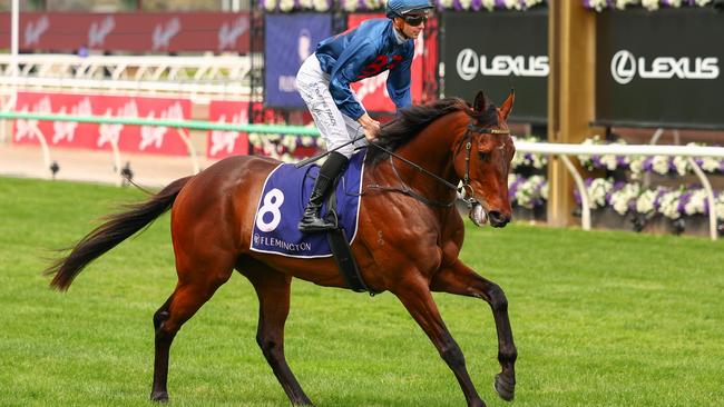 Steparty is one of the leading chances in Saturday’s $2 million The Ingham. Photo: Morgan Hancock/Getty Images.