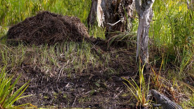 The croc lurking below its nest in Jabiru lake. Picture: Jon Westaway