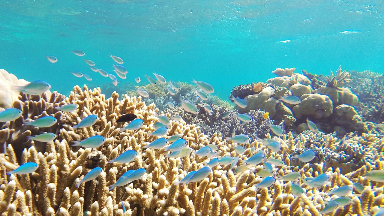 The Great Barrier Reef is one of the world’s great natural wonders but a recent study shows its coral is in decline.