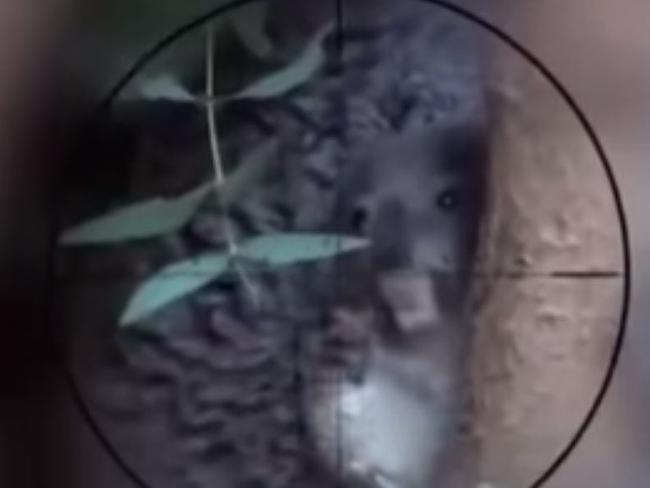 Or the koala gets it ... the diabolical final threat was the destruction of a small, furry Australian at the Los Angeles Zoo. Picture: YouTube