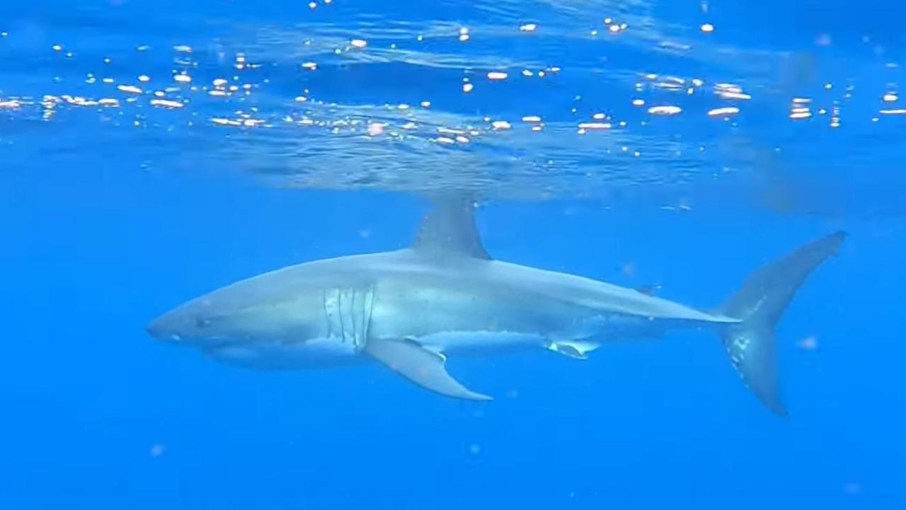 The great white shark as it circled the fishing family's boat off the coast of Mooloolaba. Picture: SuppliedÂ