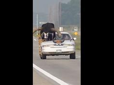 Man busted driving with giant bull riding shotgun