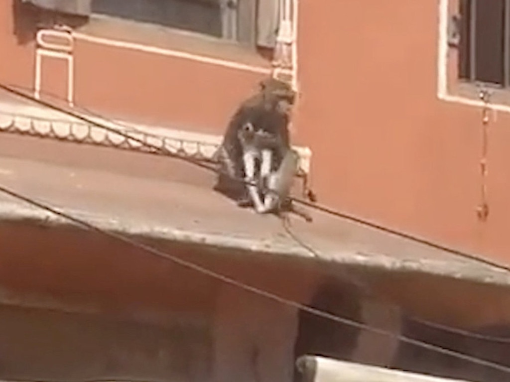 The monkey was spotted on the rooftop of a local business with a black and white dog in its hands. Picture: Newslions Media/SWNS