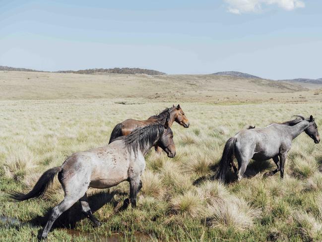 16-12-19 - kosciuszko Brumbies - Wild horse numbers in the kosciuszko national park have increased over he past five years. Picture by Rohan Thomson