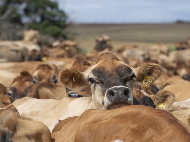 Boers grew up on a dairy farm and was running an agriculture business with his father. Picture: Zoe Phillips