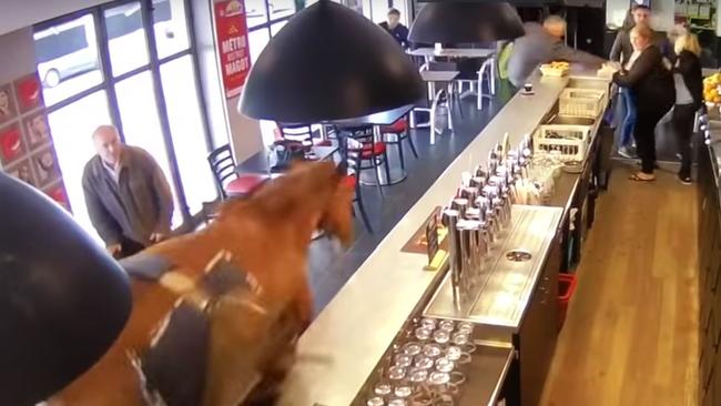 A horse in Chantilly, France bolted while being led to a racecourse, entering a bar.