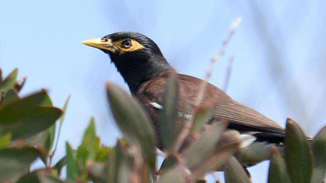 Indian Mynah birds. Picture: Jason Sammon