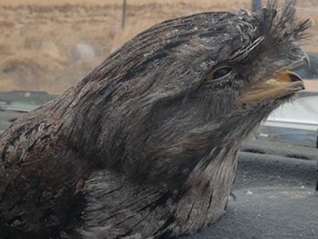 Pirate the Tawny Frogmouth. She was hit by a car when only a fledgling and is blind in one eye, so cannot be released. Picture: Simon Adamczyk