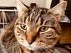 ‘Absolutely devastated’: Family in desperate search for missing cat at Cairns Airport