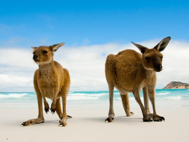 Esperance, Western Australia istock images for Sheree and Spida's Feb 1 travel column in Eye and Weekend