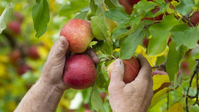 ‘The need for a labour pool for agriculture seems to have been in the too-hard basket even before the pandemic.’ Picture: Zoe Phillips