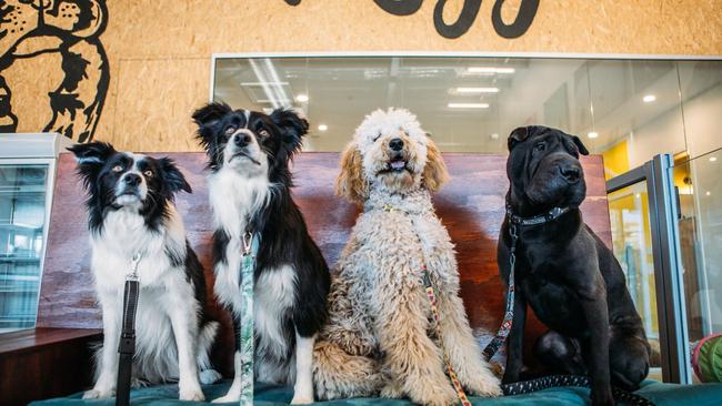 Maggie's Dog Cafe, Shop and Salon is holding its Doggy Play Dates this weekend. Photo: Rachel Vercoe