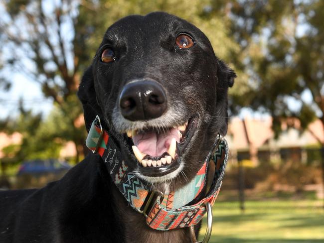 Lior Mileikowski and her 4 year old Greyhound and therapy dog Willow at Princes Park in Caulfield South. Lior and her family want the law changed to allow Willow to play off - lead in the park. They've started a go-fund-me page to try and get the law changed. PICTURE : PENNY STEPHENS TUESDAY 4TH FEBRUARY 2020