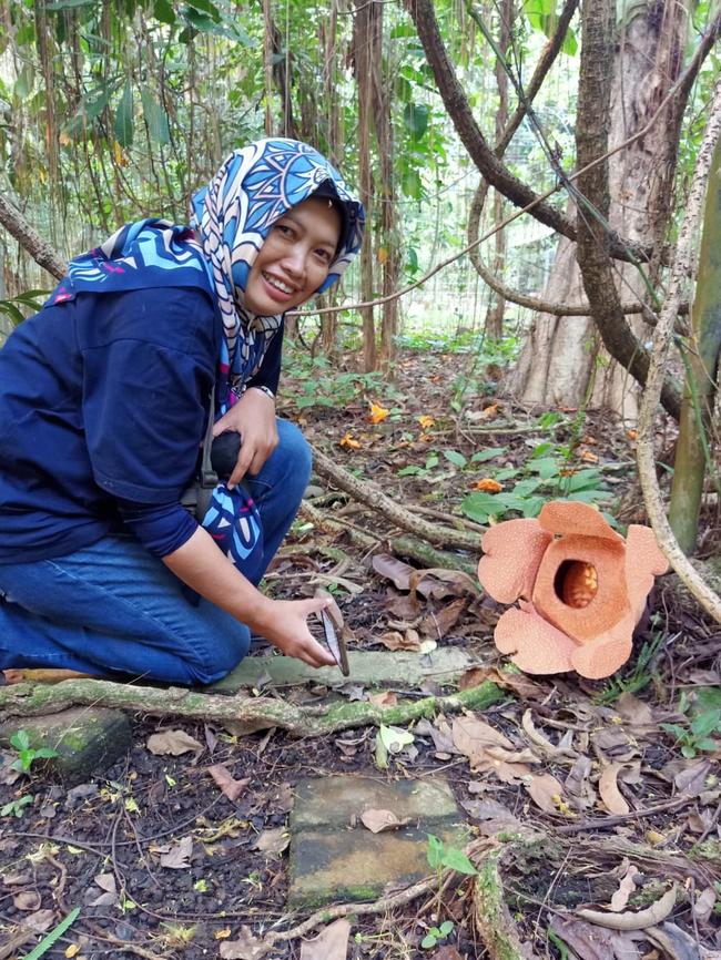 Indonesian botanist Sofia Murisdawati in Bogor Botanic Gardens with a propagated Rafflesia Padma. Picture: Supplied