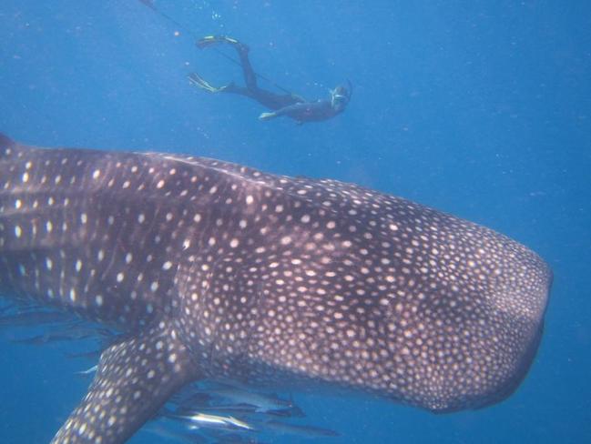 A diver swims with a whale shark on the Great Barrier Reef