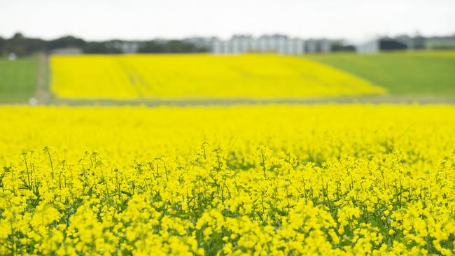 Canola is providing a golden backdrop to winter crop value this harvest. Picture: Zoe Phillips