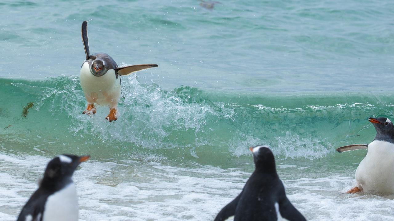 “Happy Description: These penguins was surfing on the waves on to land and looked so happy each time.” Falkland Islands. Picture: The Comedy Wildlife Photography Awards 2021/Tom Svensson