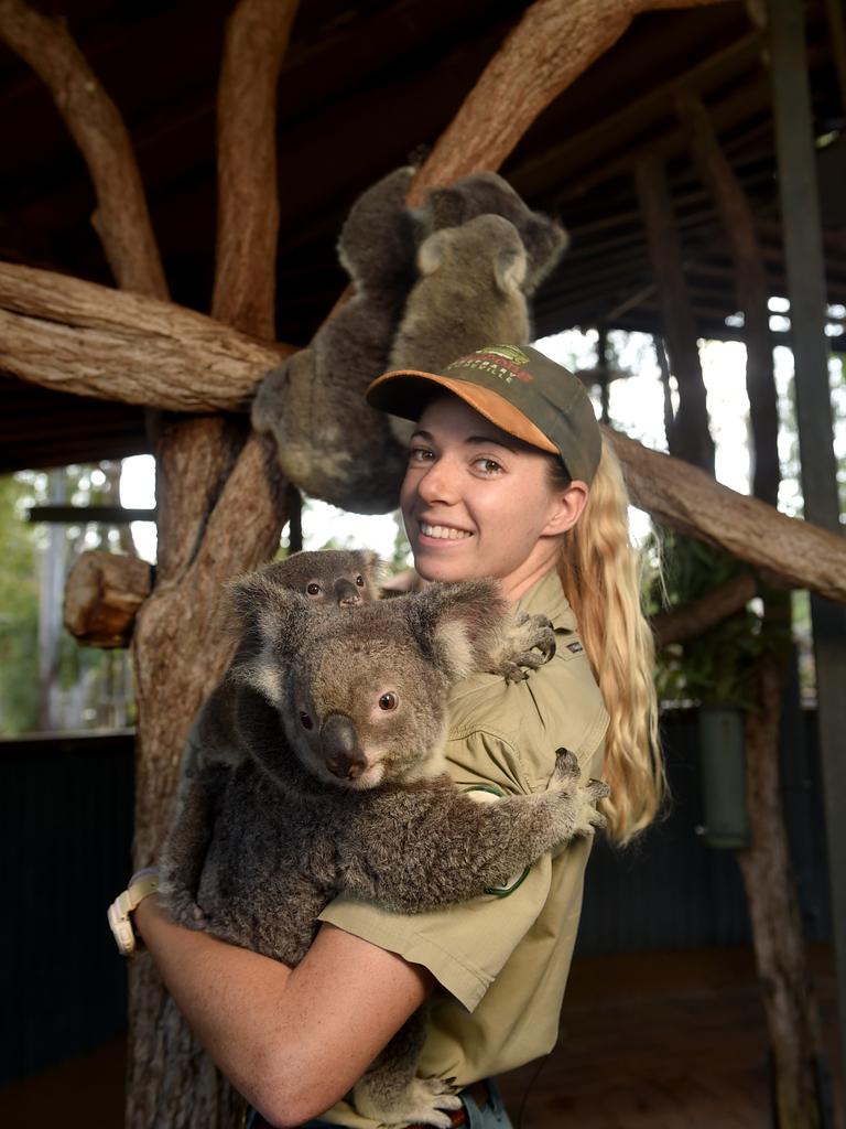 ADORABLE PHOTOS: Billabong Sanctuary’s newest koalas | Townsville Bulletin