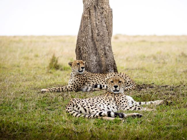 Cheetah in Kenya.