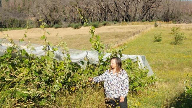 Margi Prideaux with her grapevines in Gosse, Kangaroo Island. Picture Geoff Prideaux