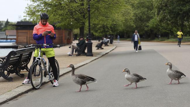 Greylag geese in a sparsely populated Hyde Park inl London. Picture; AP.