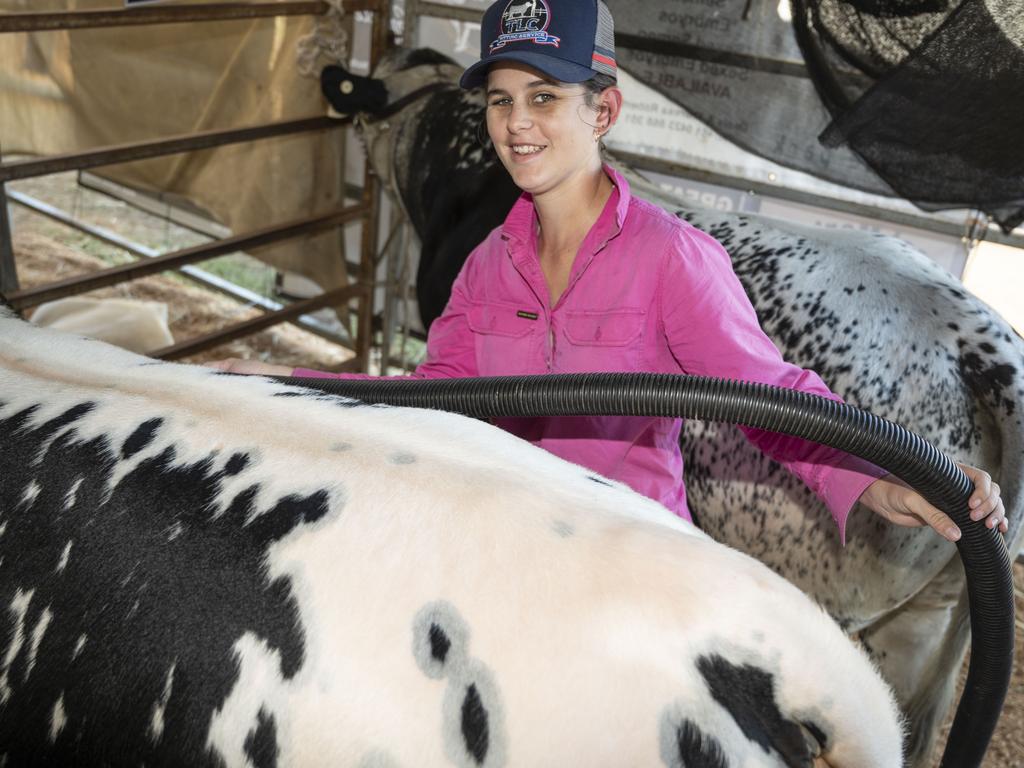 Nikyla Richardson prepares cattle at the 2022 Toowoomba Royal Show. Friday, March 25, 2022. Picture: Nev Madsen.