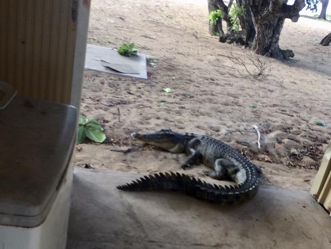 The 2.5 – 3m saltwater crocodile in happier times, before it herded back among the bigger crocs. Picture: Supplied