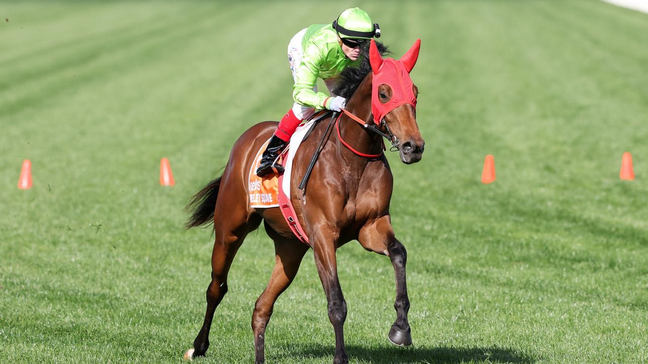 Berkeley Square on the way to the barriers prior to the Caulfield Guineas. Picture: Racing Photos