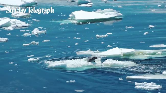 Incredible rare footage of killer whales hunting seals | Herald Sun