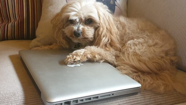 Keep your paws off the laptop, human! Picture: Tamara Hutchins