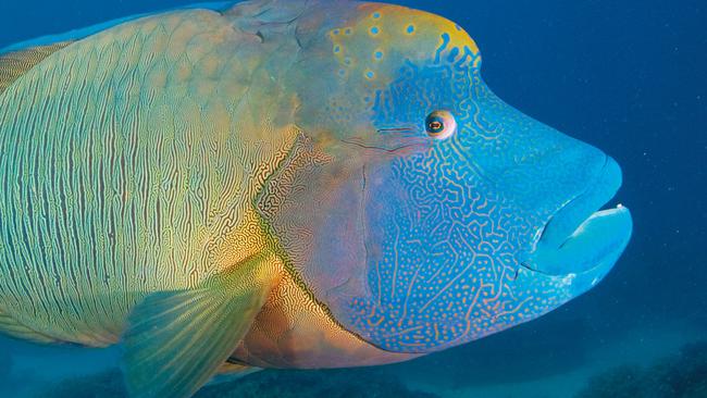 GREAT BARRIER REEF .. for Ian Lloyd Neubauer story .. snorkelling with a Humphead Wrasse. Photo: Supplied