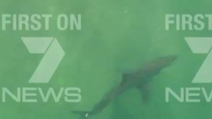 EXCLUSIVE: Large shark spotted off East Ballina Credit: 7 News