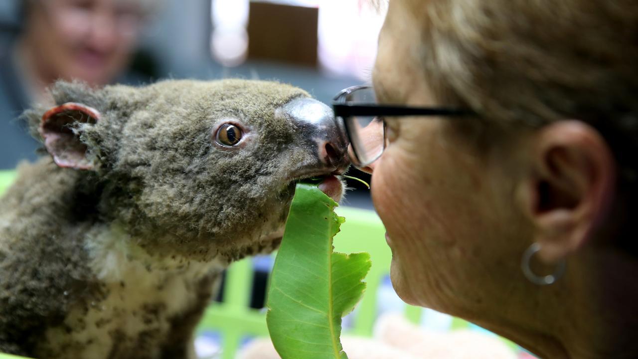 Koalas listed as endangered on Australian east coast