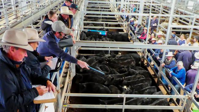 Another flush of young weaner calves under 250kg liveweight were yarded at Wodonga at summer sales last year.