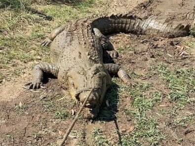 Berry Springs Tavern's new saltie, Soft Croc. Picture: Instagram/ Matt Wright