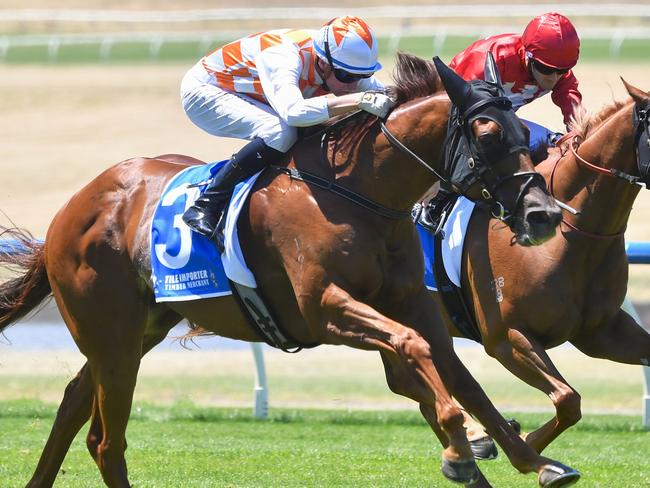 Philosopher ridden by Michael Dee wins the Tile Importer W.J. Adams Stakes at Sportsbet Sandown Lakeside Racecourse on January 25, 2025 in Springvale, Australia. (Photo by Pat Scala/Racing Photos via Getty Images)