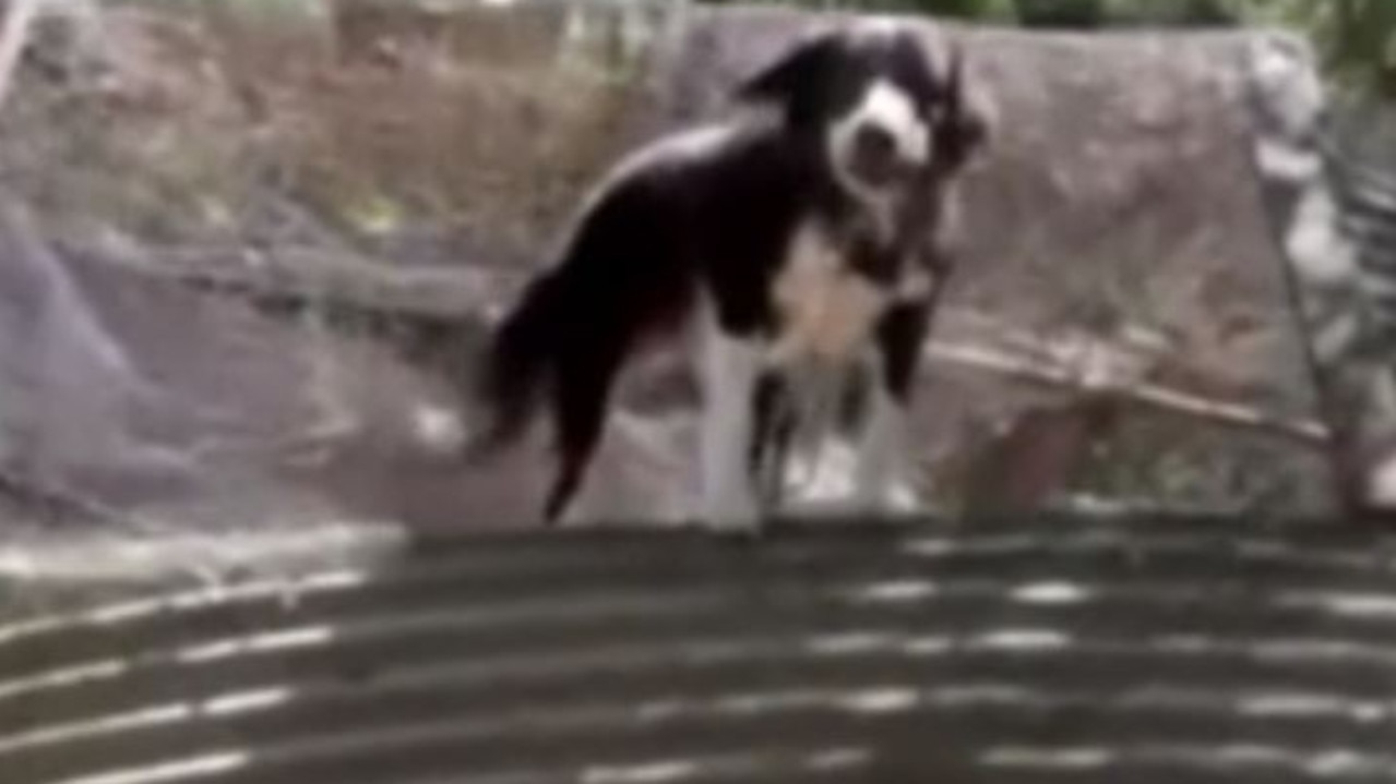 Inondations de Lismore NSW: Studio 10 diffuse un moment émouvant, un propriétaire de chien retrouve un animal perdu