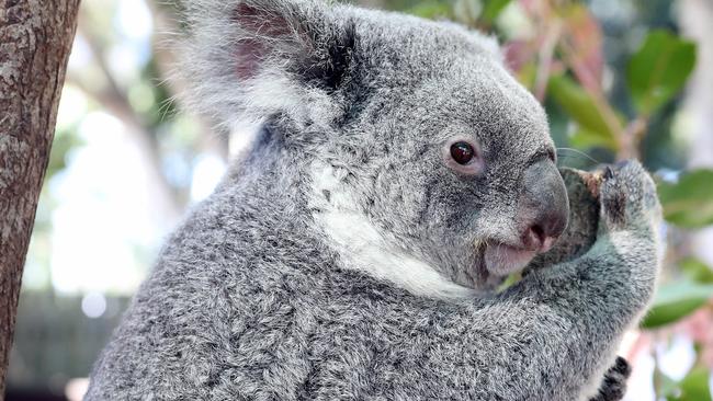 A koala at Dreamworld’s koala breeding program. Others in the wild at Coomera are dying. P Photo by Richard Gosling.