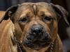 Paw behaviour: Dogs terrorising community sees legal action launched