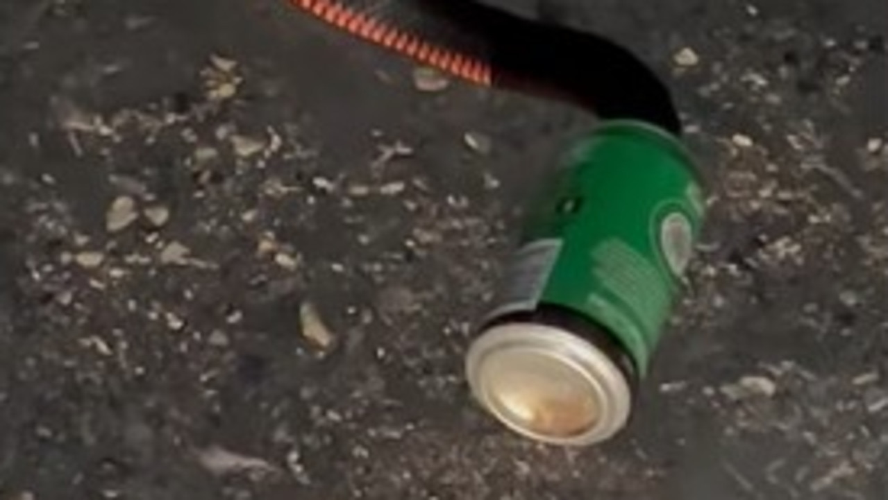 Red-bellied black snake with its head stuck in beer can found by Heyfield  man - ABC News