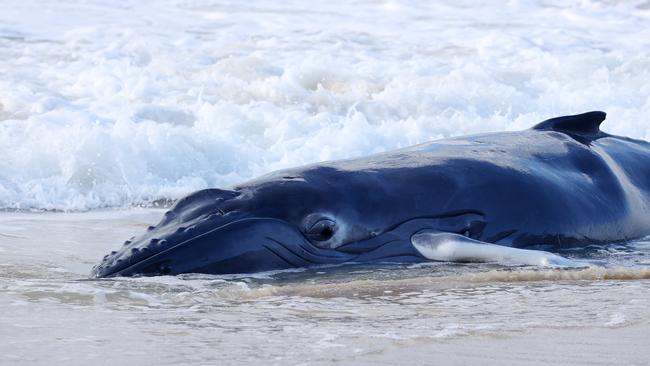 Humpback whale calf washed up on 75 Mile beach, K’gari. Picture: Liam Kidston