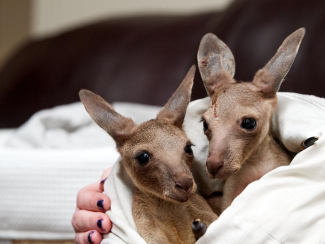 ‘Her heart is huge’: Rare bundle of joey joy saved