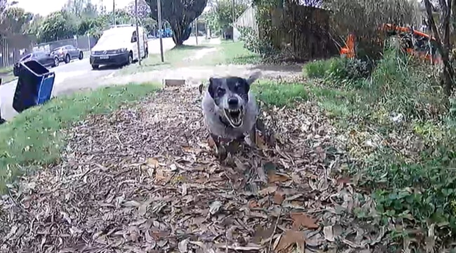 Queensland remains the worst state for dog attacks on postie's, with Australia Post recording more than 300 incidents in the past six months. Photo: Supplied