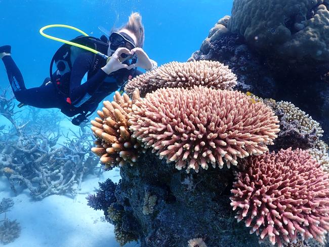 World-first tourism and research partnership fast-tracking Reef recovery In a major breakthrough for world-first local reef restoration partnership – the Coral Nurture, Program - the first coral fragments planted on the Great Barrier Reef have reproduced, just three, years after being planted.