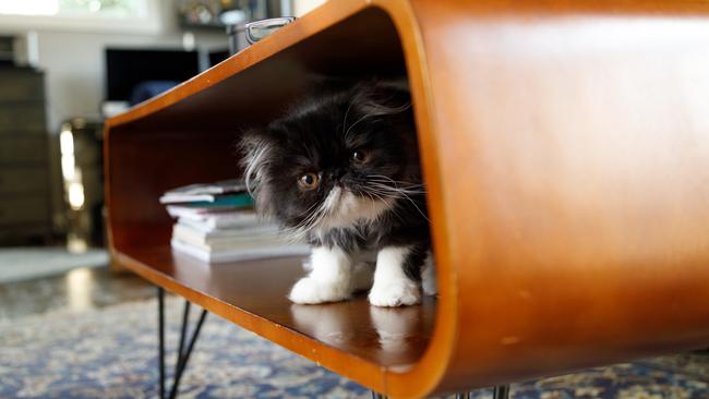 A Toorak cat acting strangely gave away an affair.