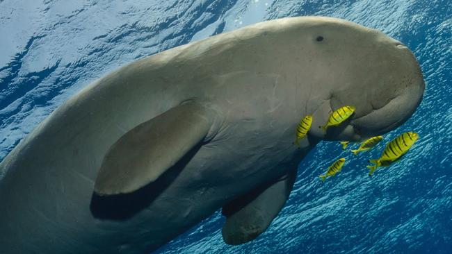 Dugongs were once hunted and farmed for their lucrative oil, meat and hide at a small island off the coast of Seaforth.