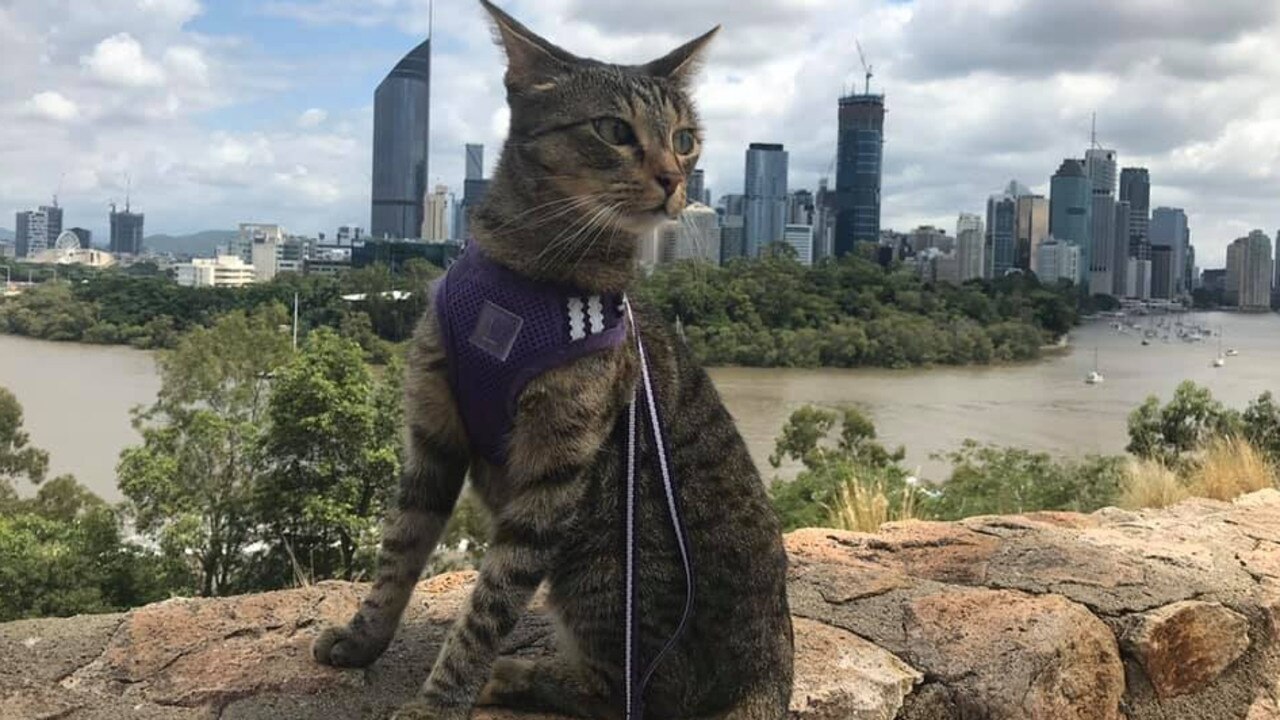 It's going to be Petunia. Picture: C John Smith. Coolest Cat photo competition. Quest Community News and Courier Mail SEA