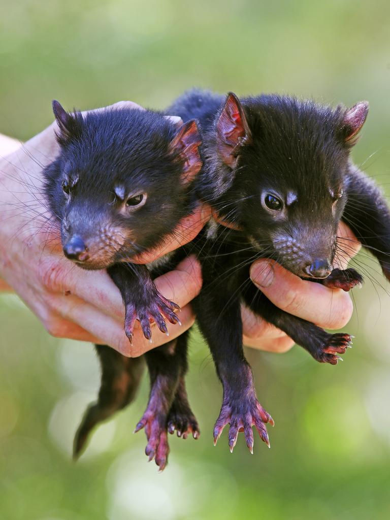 Itchy and Scratchy the 6-month-old Tasmanian devils. Picture: Toby Zerna