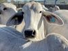 Beefing up: 14k+ head of feedlotting capacity in pipeline